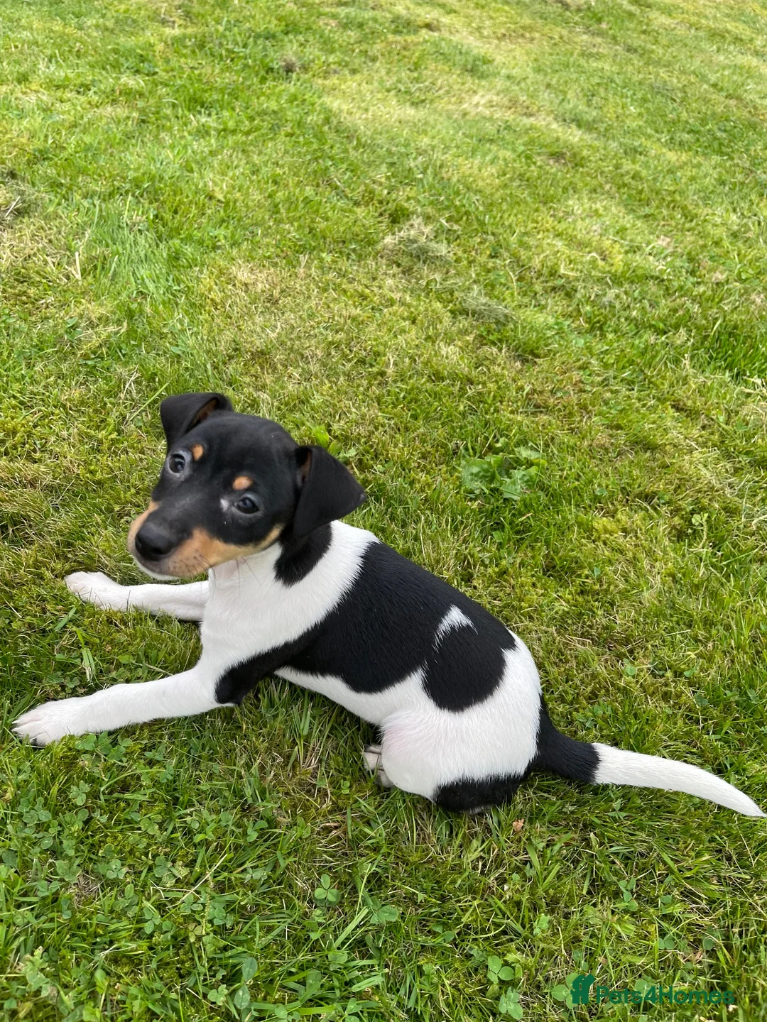 Jack Russell dogs for sale: Jack Russell pup for sale in Blairgowrie - Advert 3