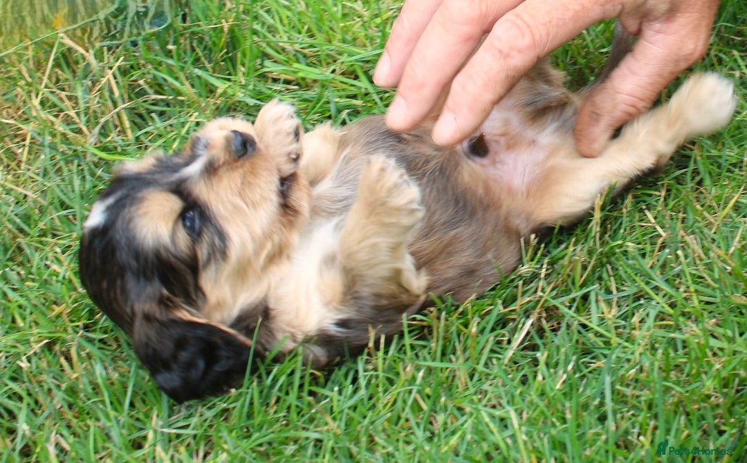 Cocker Spaniel dogs for sale: KC registered Cocker Spaniel puppies - Image 13