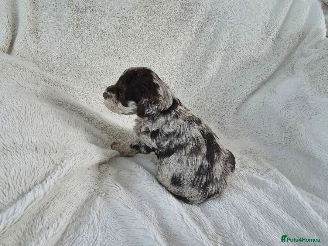 Schnoodle dogs for sale: 3 Stunning F2b Mearle Schnoodle Puppies - Image 9