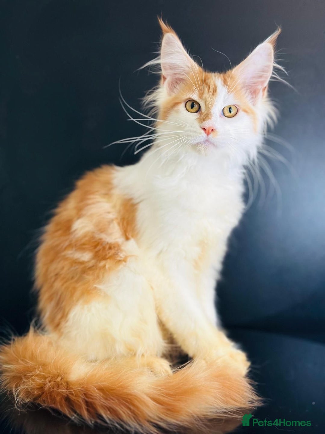 Maine Coon cats for sale: Maine Coon Kittens  - Image 6