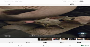 Sphynx cats Purebred sphynx kittens - Advert 13