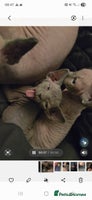 Sphynx cats Purebred sphynx kittens - Advert 5