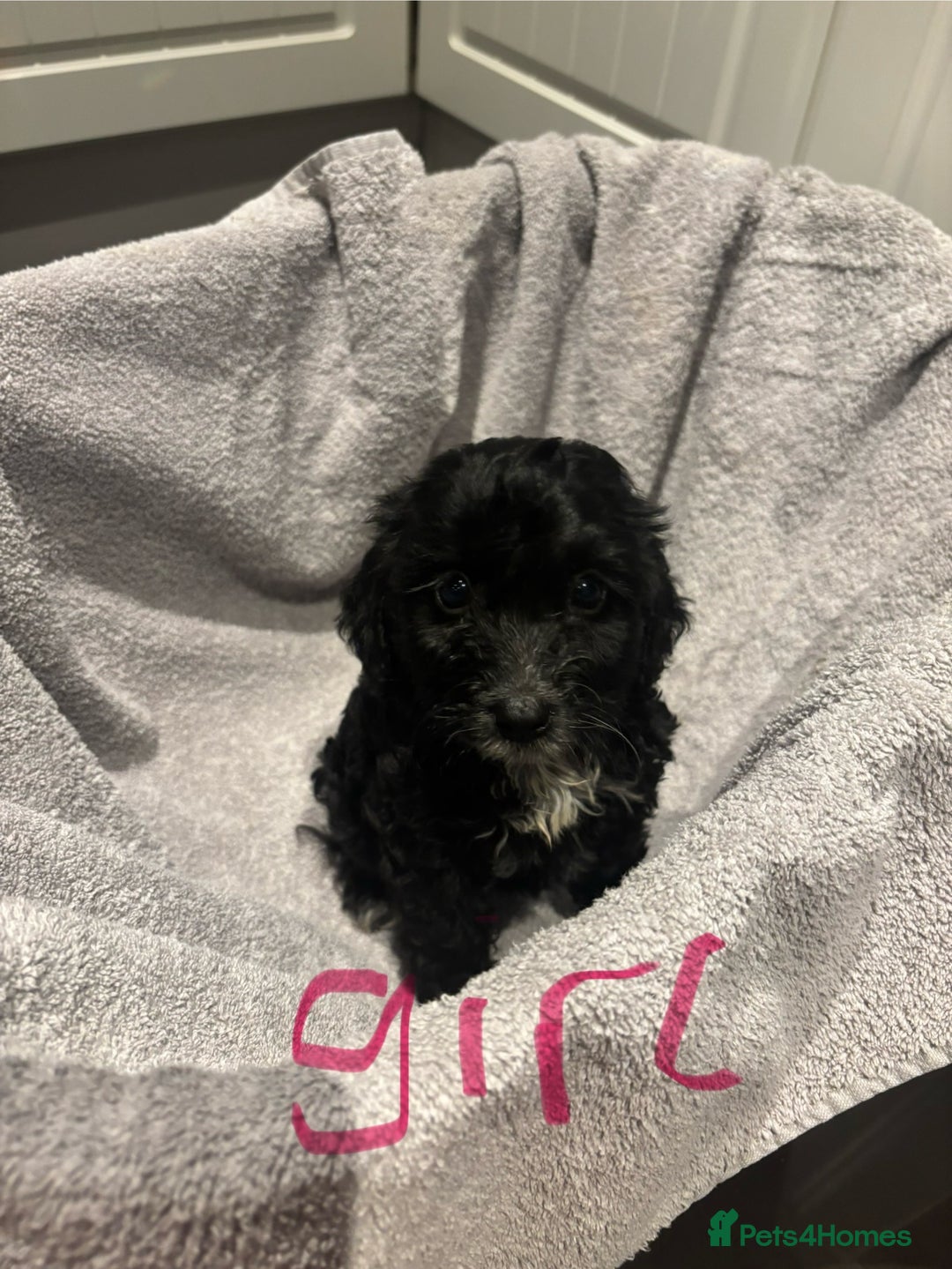 Cockapoo dogs for sale: Cockerpoo puppies - Image 2