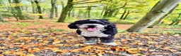Bernedoodle dogs for sale: 2 yr old male Bernedoodle (Collin)  - Advert 21