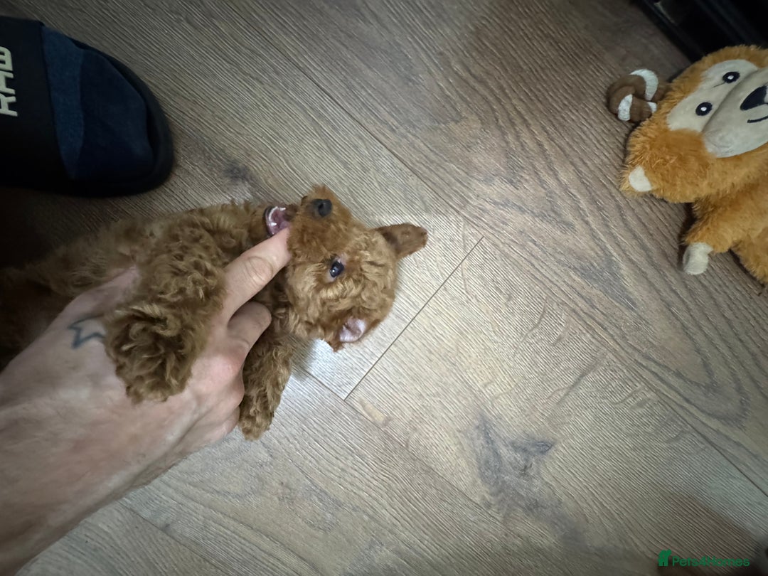 Miniature Poodle dogs for sale: 🐩 Outstanding Deep Red Miniature Poodle Puppies  - Advert 22