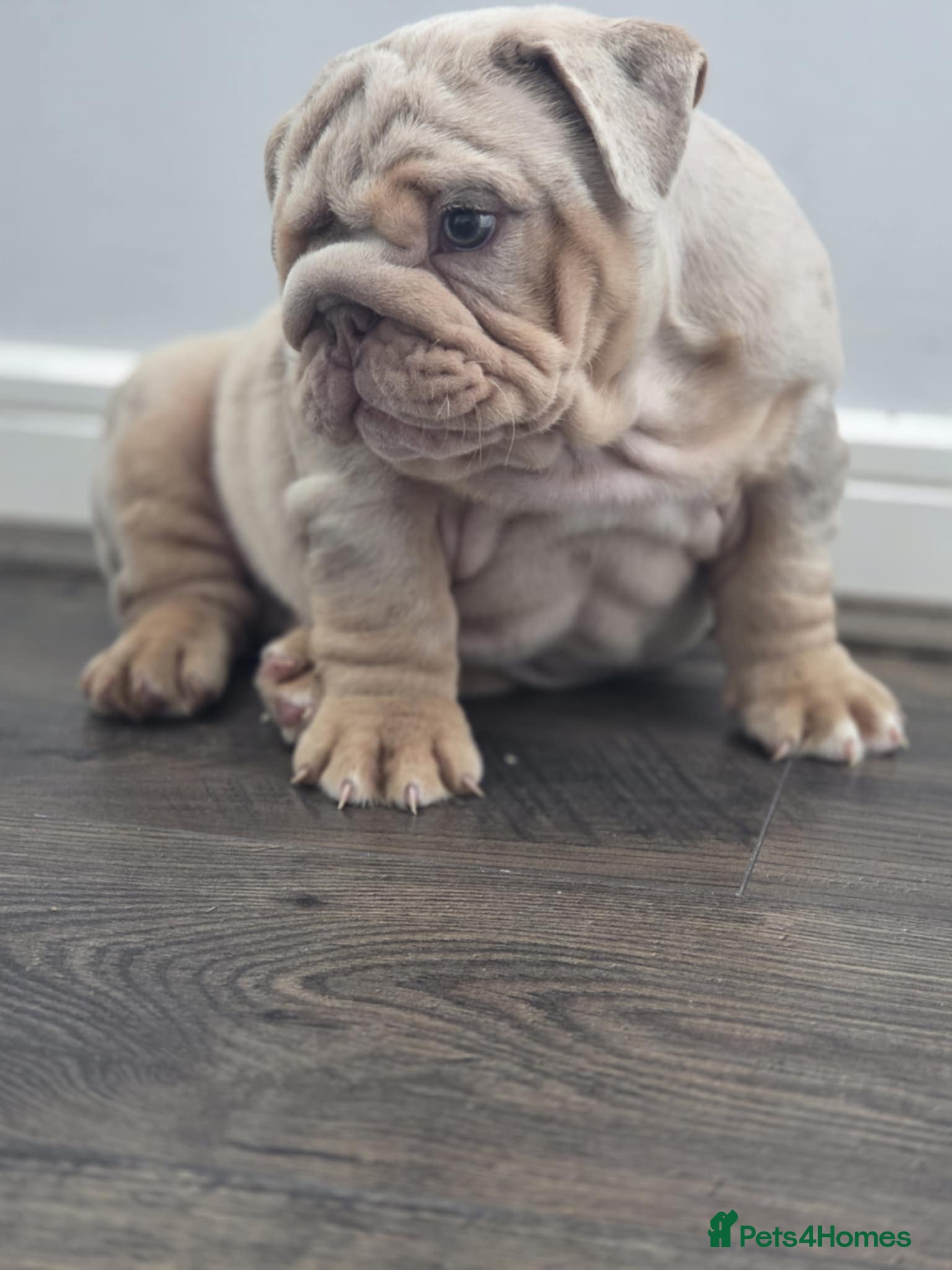 English Bulldog dogs Mr Muscles litter Quality English Bulldogs - Advert 1