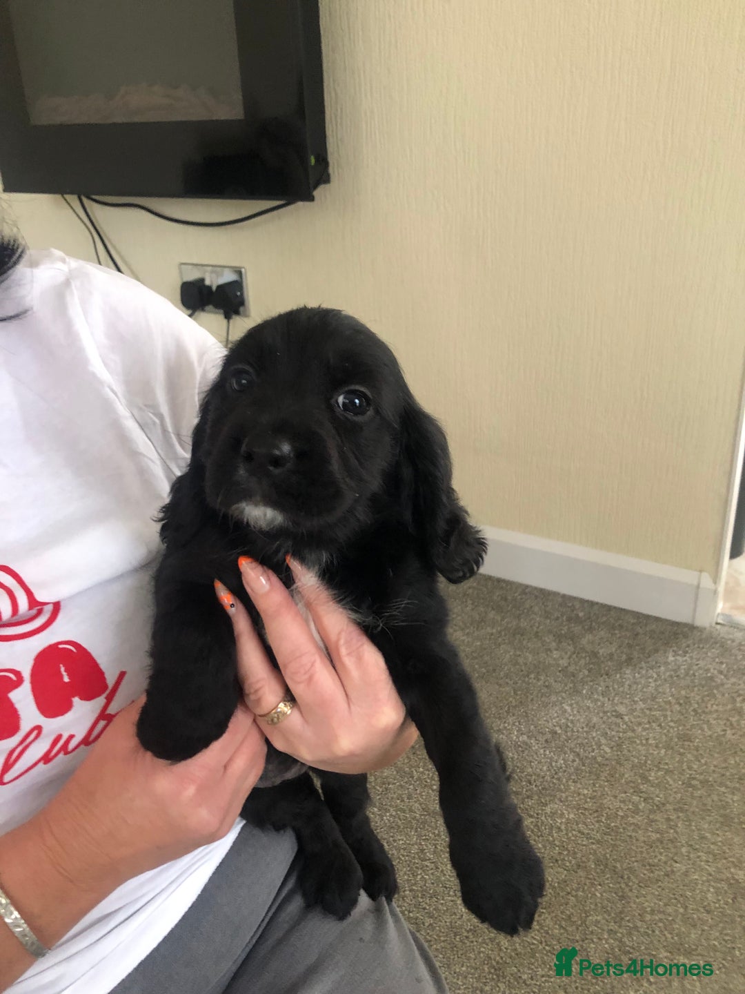 Cocker Spaniel dogs for sale: Cocker spaniels  - Image 4