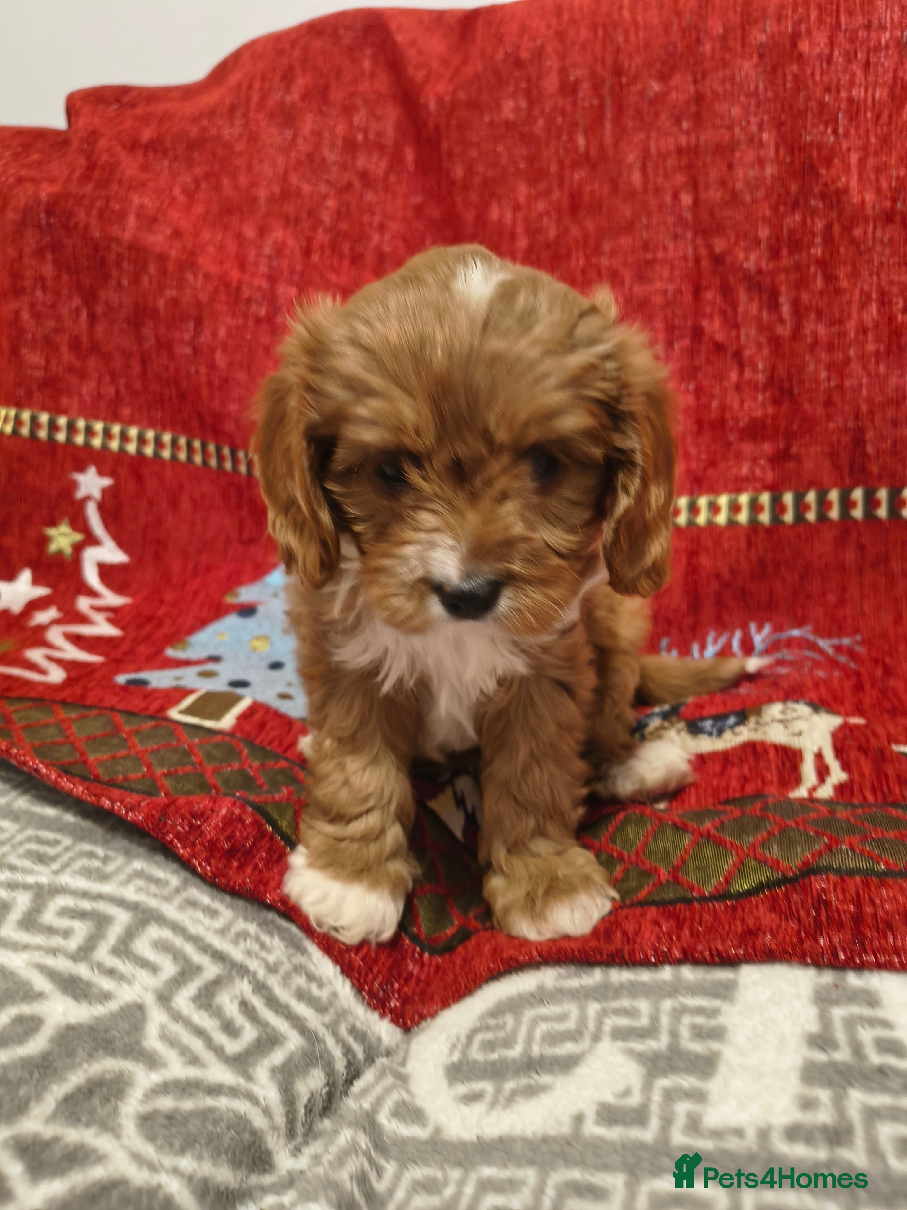 Cavapoo dogs Stunning litter of F1 cavapoo puppies,DWKC reg  - Advert 2