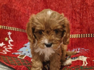 Cavapoo dogs Stunning litter of F1 cavapoo puppies,DWKC reg - Advert 1