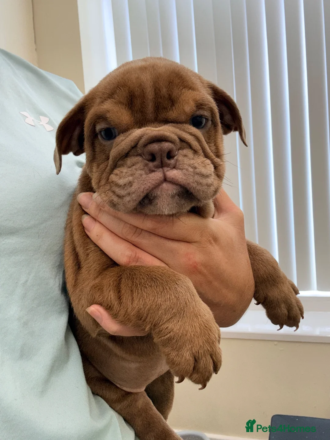 English Bulldog dogs for sale: Beautiful English bulldogs - Advert 1