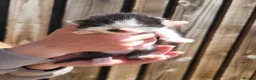 Mixed Breed cats for sale: Black and white farm kittens  - Advert 2