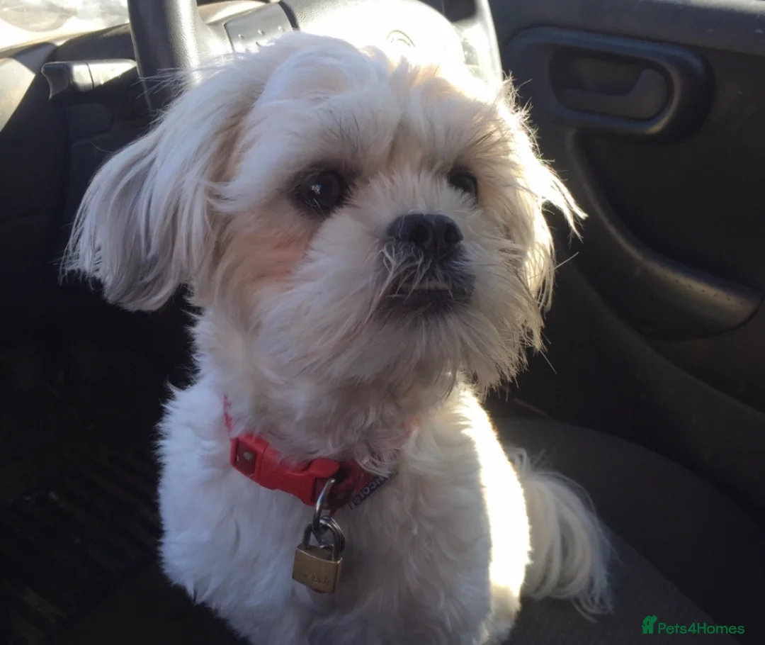 Mixed Breed dogs for sale: Jack Russell  x shihtzu  - Advert 2