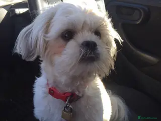 Mixed Breed dogs Jack Russell x shihtzu - Advert 12