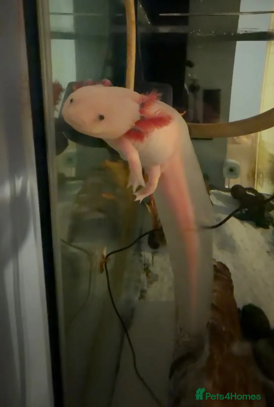 Axolotl reptiles for sale: 2 axolotls and full tank set up in Barnsley - Advert 1