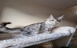 Maine Coon cats for sale: 🎀Females- MAINE COON🎀 - Advert 26