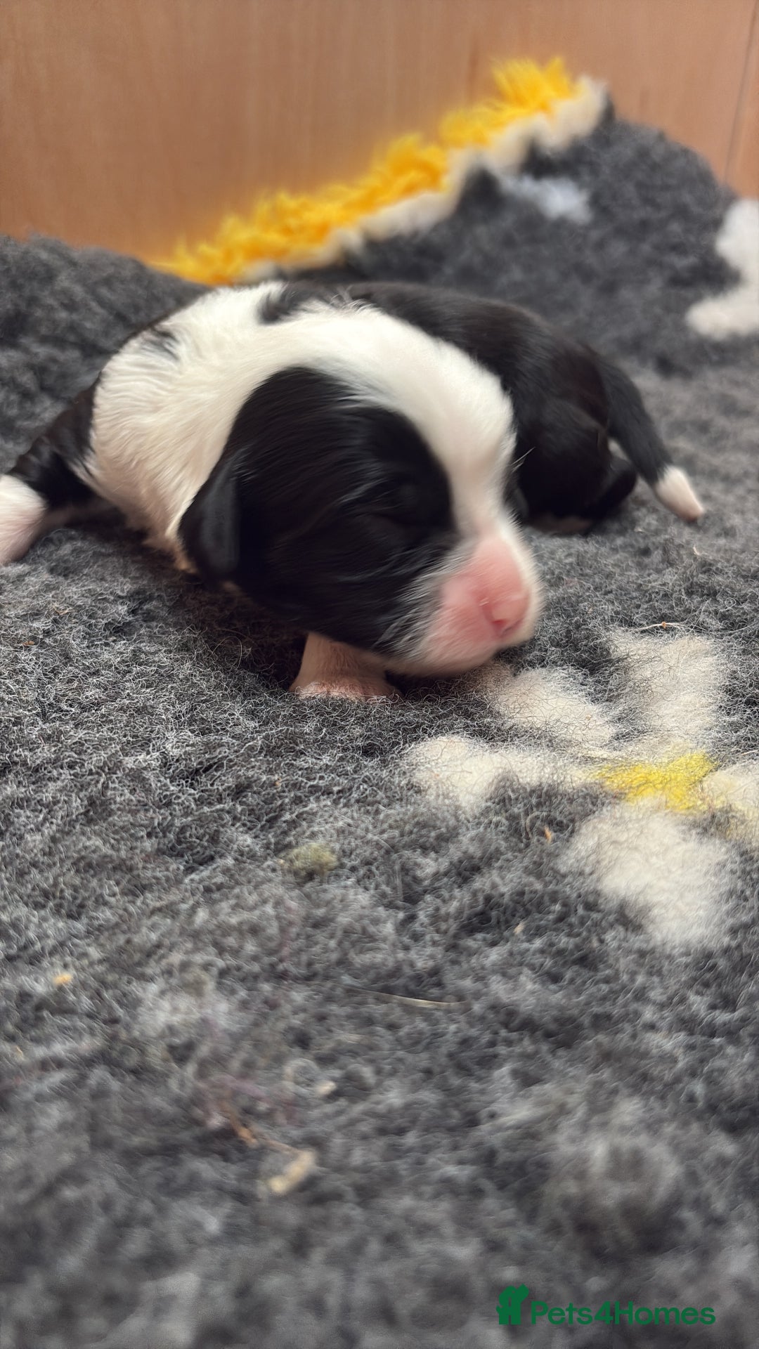 Tibetan Terrier dogs for sale: KC fully health tested exceptionally bred Tibetan  - Advert 21