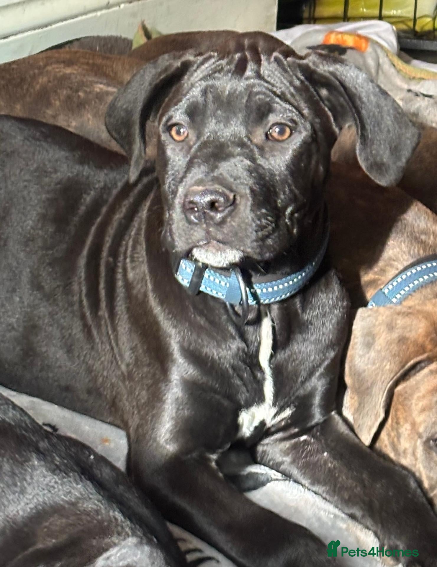 Mixed Breed dogs Beautiful Cane Corso / Bullmastiff Puppy  - Advert 9