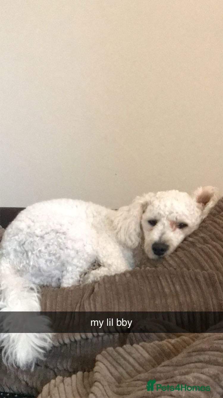 Bichon Frise dogs 🐾 Bichon Frise Seeking a Loving,Calm Forever Home - Advert 1