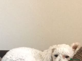 Bichon Frise dogs 🐾 Bichon Frise Seeking a Loving,Calm Forever Home - Advert 1