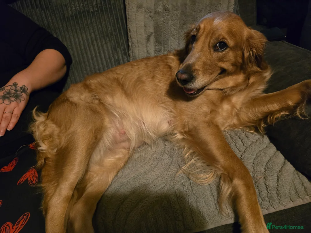 Goldador dogs for sale: Goldador  - Advert 1