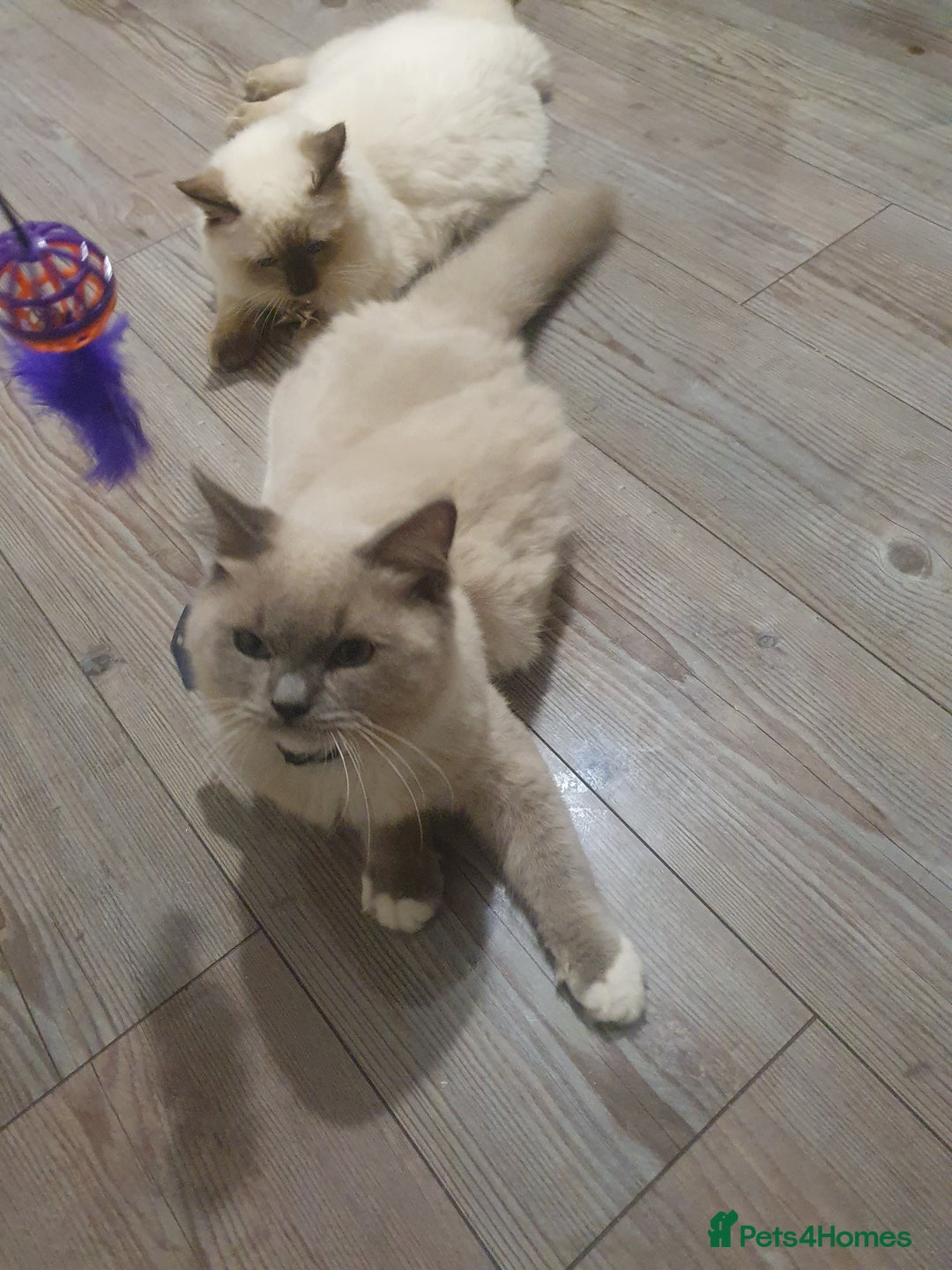 Ragdoll cats for sale: 6.5Months RagdollBoys - Advert 16