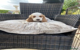 Cocker Spaniel dogs for sale: OUT STANDING  GORGEOUS SHOW TYPE COCKER SPANIEL  - Image 18