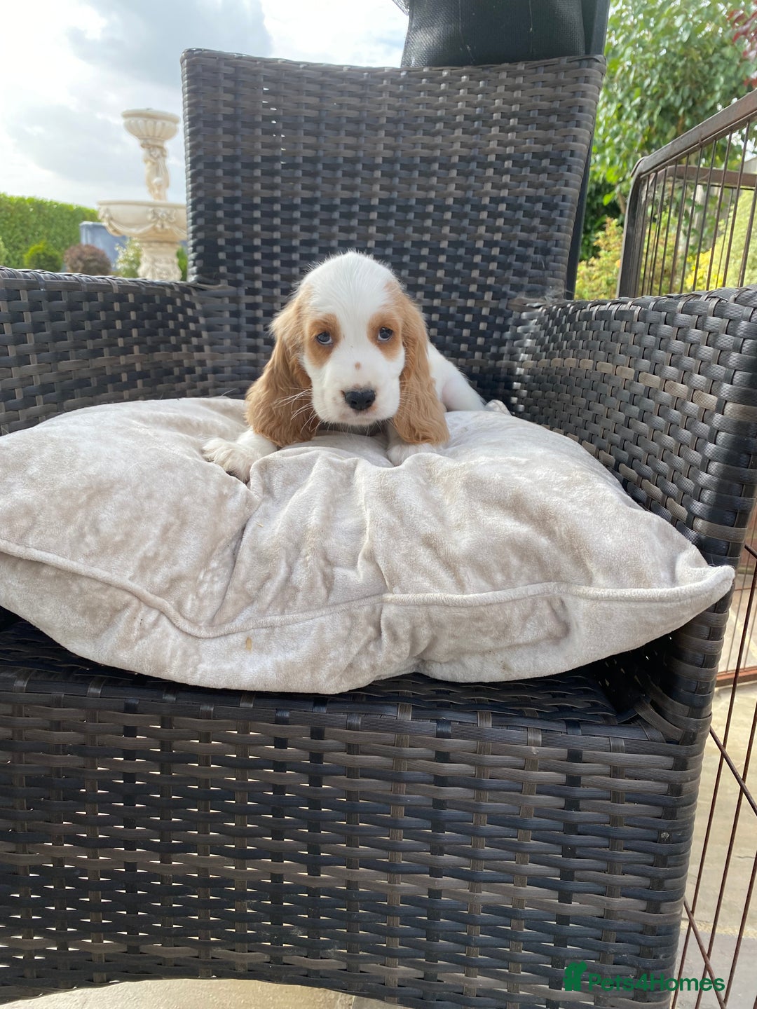 Cocker Spaniel dogs for sale: OUT STANDING  GORGEOUS SHOW TYPE COCKER SPANIEL  - Image 18