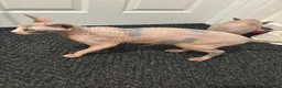 Sphynx cats for sale: TICA registered pedigree sisters in Bampton - Advert 3