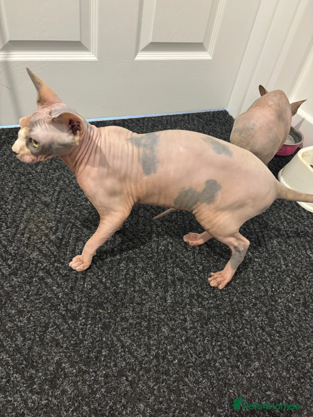 Sphynx cats for sale: TICA registered pedigree sisters in Bampton - Advert 3