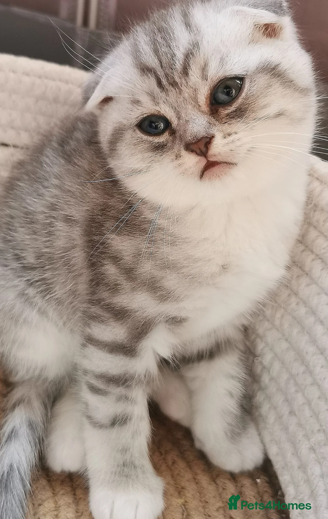 Scottish Fold cats for sale: ❤️Luxuary Scottish Fold kittens❤️ - Advert 3