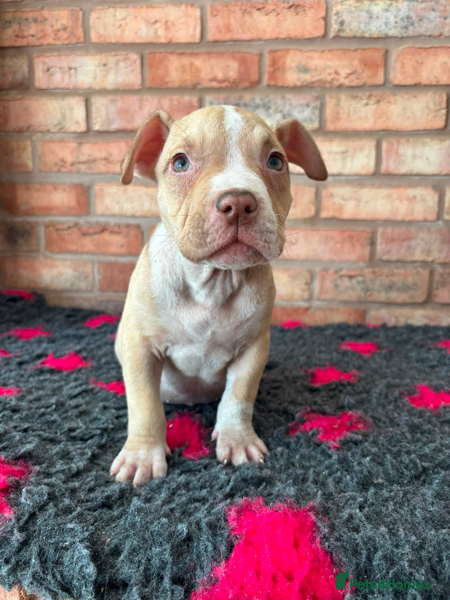 American Bully dogs American  bully puppies - Advert 5