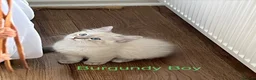 Siberian cats for sale: Amazing Siberian Neva Masquerade/Ragdoll kittens  - Advert 6