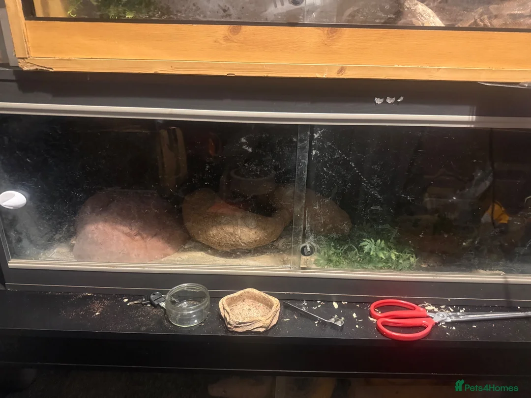 Boa Snake reptiles for sale: Boa constrictor - Advert 2