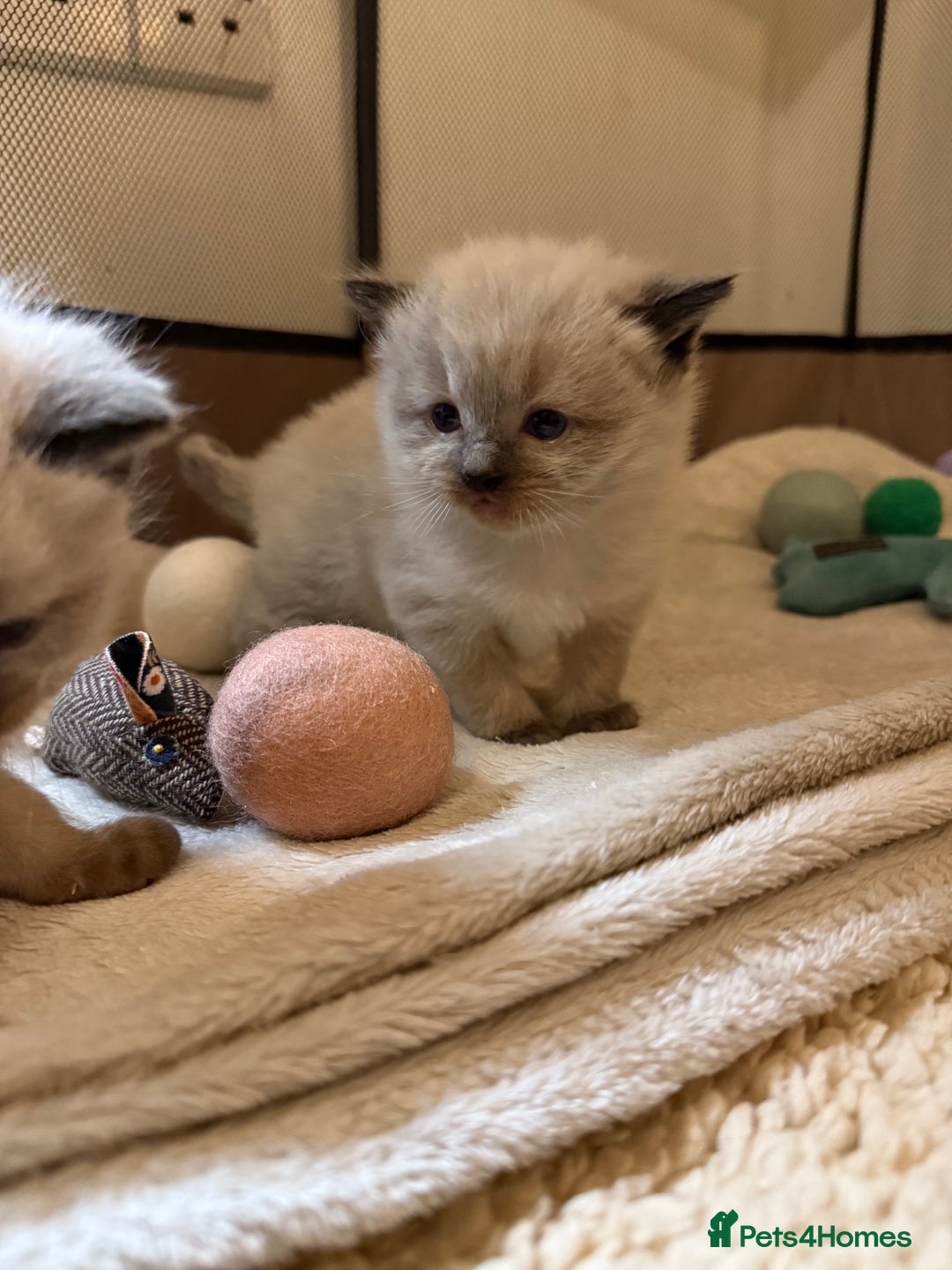 Ragdoll cats for sale: Ragdoll kittens  - Advert 3