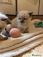 Ragdoll cats Ragdoll kittens - Advert 6