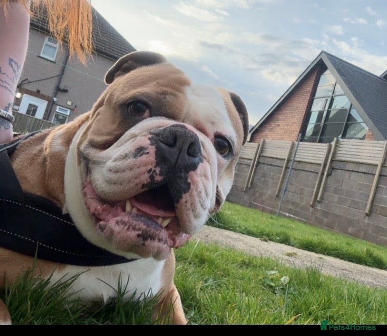 Olde English Bulldogge dogs Old English bulldog  - Advert 2