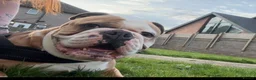 Olde English Bulldogge dogs for sale: Old English bulldog  - Advert 1