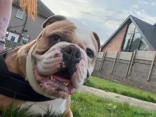 Olde English Bulldogge dogs Old English bulldog - Advert 2