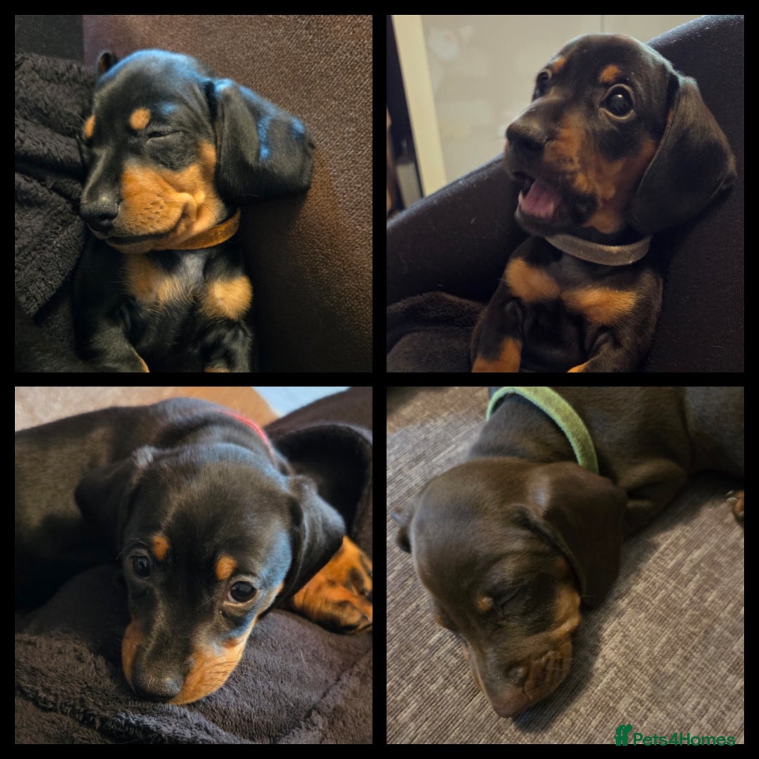 Miniature Dachshund dogs for sale: Only 4 beautiful miniature dachshund puppies - Advert 27