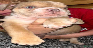 English Bulldog dogs - Advert 5