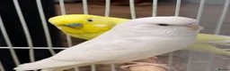 Budgerigars birds for sale: Budgies for sale - Advert 3