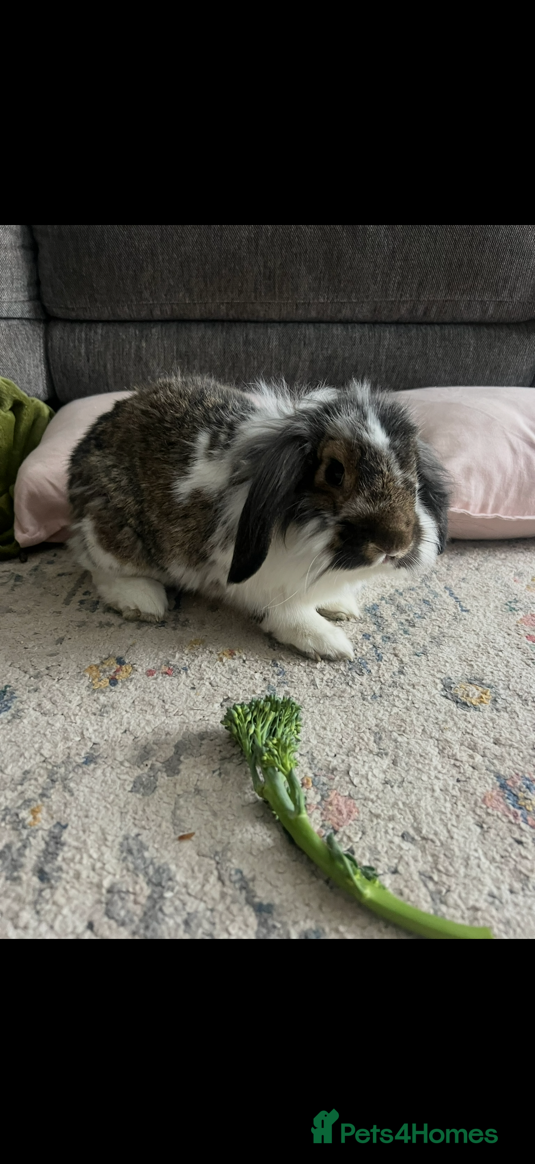 Mixed Breed rabbits for sale: Coco and Flopsy - Advert 1