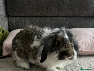 Mixed Breed rabbits Coco and Flopsy - Advert 3