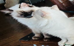 Ragdoll cats for sale: Loving home required ASAP - Image 1