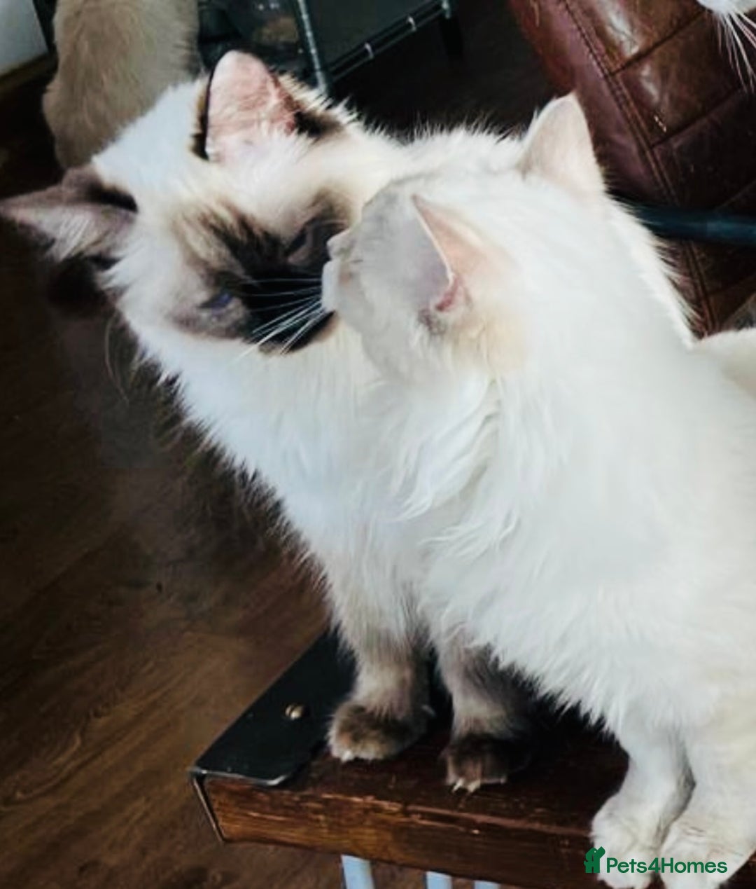 Ragdoll cats for sale: Loving home required ASAP - Image 1