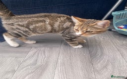 Mixed Breed cats for sale: 3 beautiful tabbys - Image 2