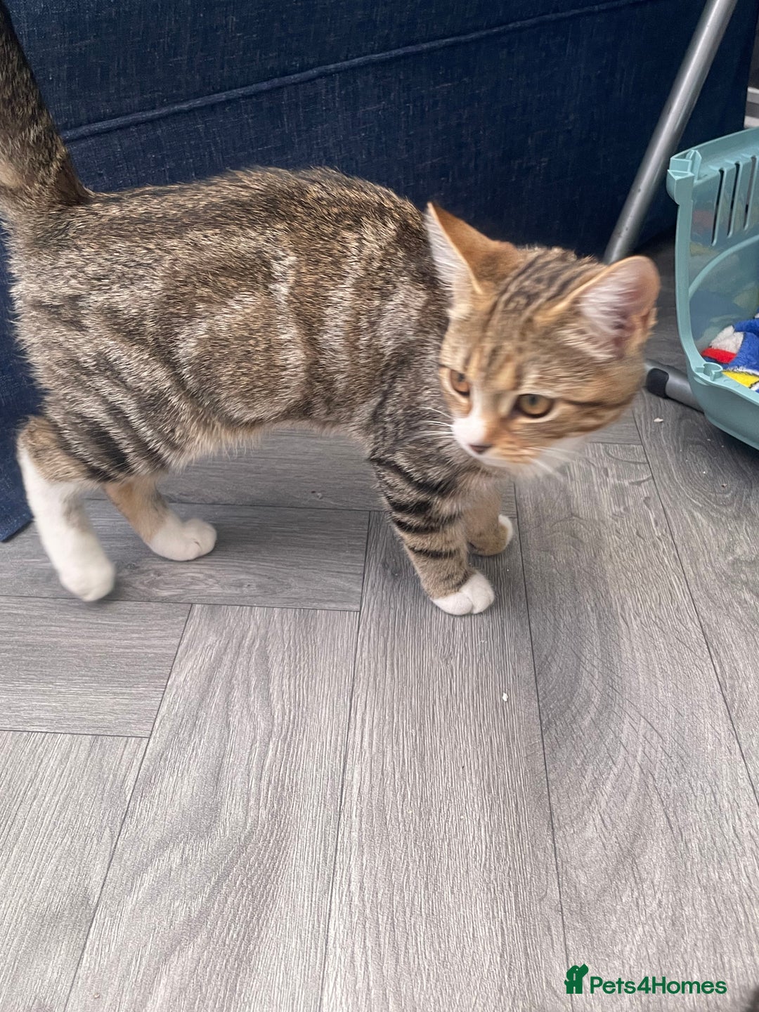 Mixed Breed cats for sale: 3 beautiful tabbys - Image 2