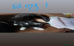 Mixed Breed cats for sale: 3 kittens waiting for a happy home - Image 6