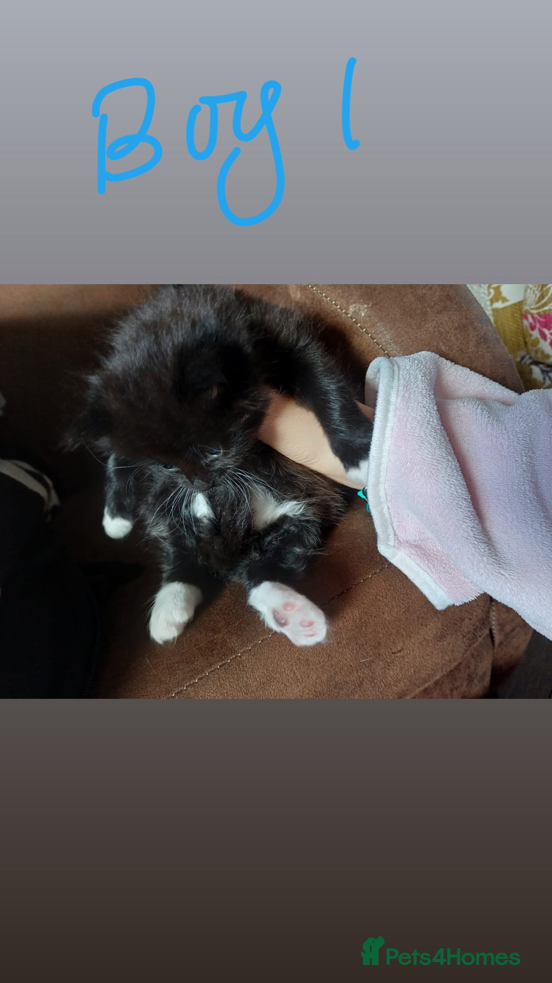 Mixed Breed cats for sale: 3 kittens waiting for a happy home - Image 6