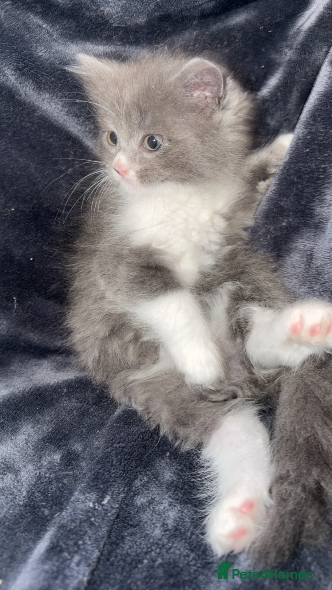 Mixed Breed cats for sale: Persian blue Russian & Tabby - Advert 22